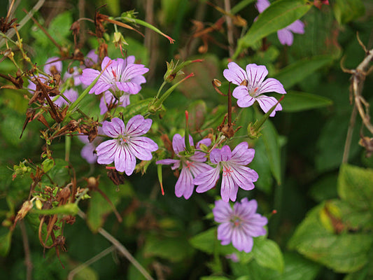 GERANIUM NODOSUM 'SVELTE LILAC'