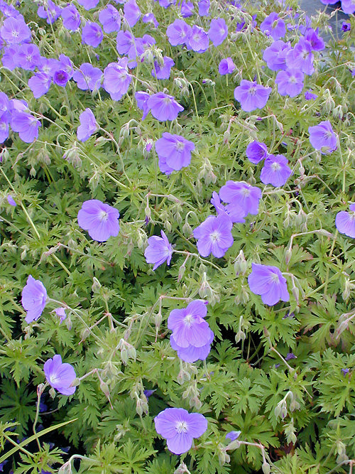 GERANIUM 'ORION'