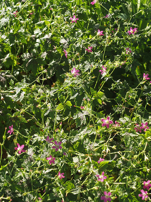 GERANIUM x OXONIANUM 'CATHERINE DELNEUVE'