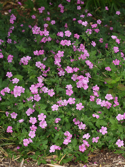 GERANIUM x OXONIANUM 'CLARIDGE DRUCE'