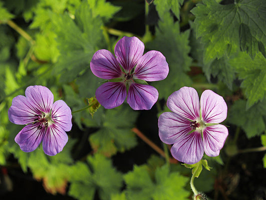 GERANIUM pale-leaved 'HAVANA BLUES'