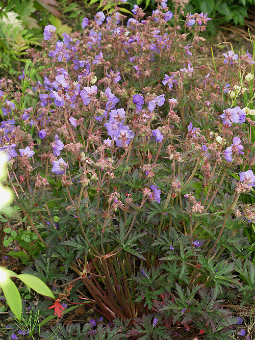 GERANIUM PRATENSE 'NEW DIMENSION'