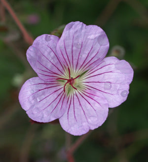 GERANIUM PULCHRUM