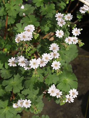 GERANIUM PYRENAICUM f.ALBIFLORUM