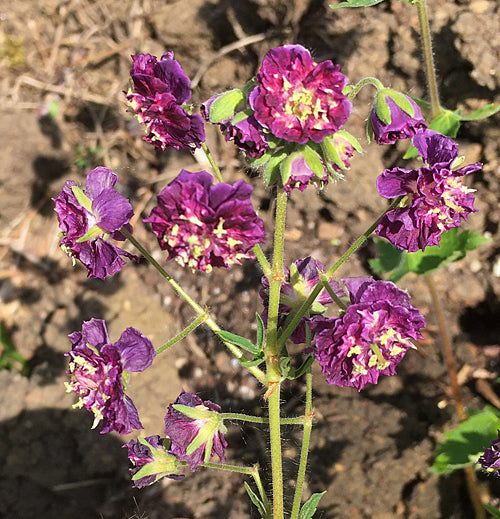 GERANIUM PHAEUM 'JOSEPH GREEN'