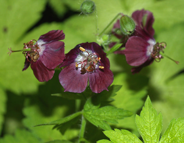 GERANIUM PHAEUM 'SÉRICOURT'