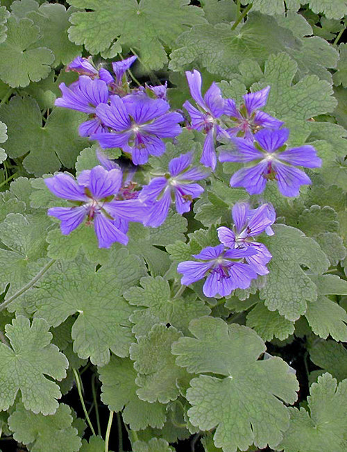 GERANIUM 'PHILIPPE VAPELLE'