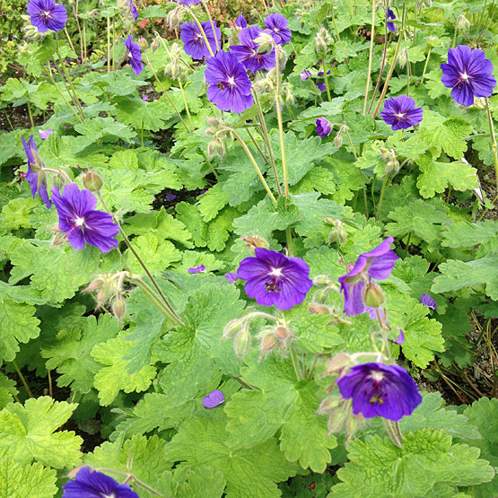 GERANIUM PLATYPETALUM