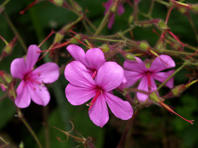 GERANIUM PALMATUM