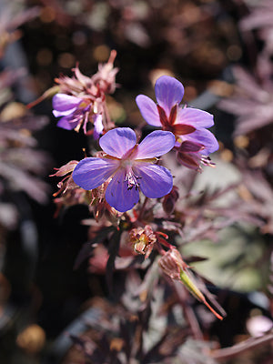 GERANIUM PRATENSE 'BLACK BEAUTY'
