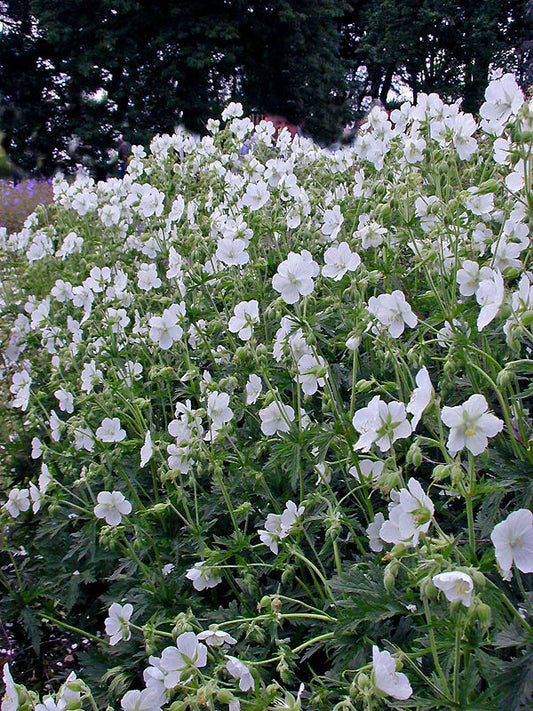 GERANIUM PRATENSE var.PRATENSE f.ALBIFLORUM 'GALACTIC'