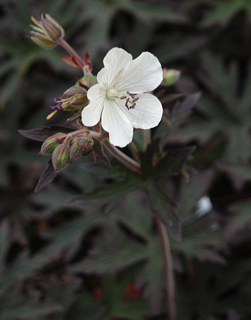 GERANIUM 'PURPLE GHOST'