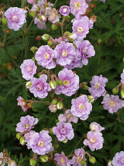 GERANIUM PRATENSE 'SUMMER SKIES'