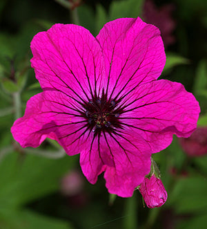 GERANIUM 'RED ADMIRAL'