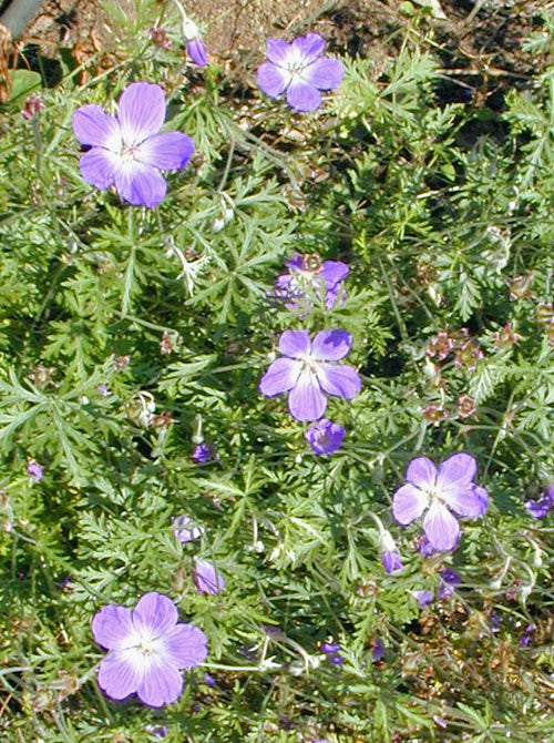 GERANIUM 'RAMBLING ROBIN'