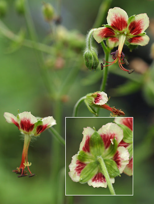 GERANIUM REFRACTOIDES