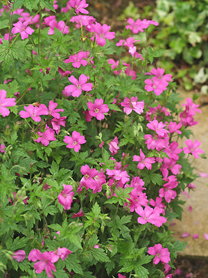 GERANIUM x OXONIANUM 'ROSENLICHT'