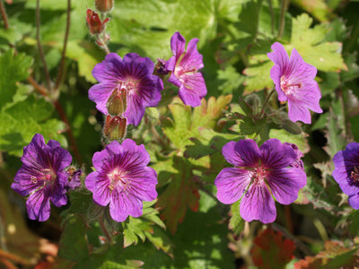 GERANIUM x MAGNIFICUM 'ROSEMOOR'