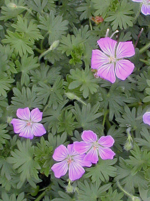 GERANIUM SANGUINEUM 'CANON MILES'