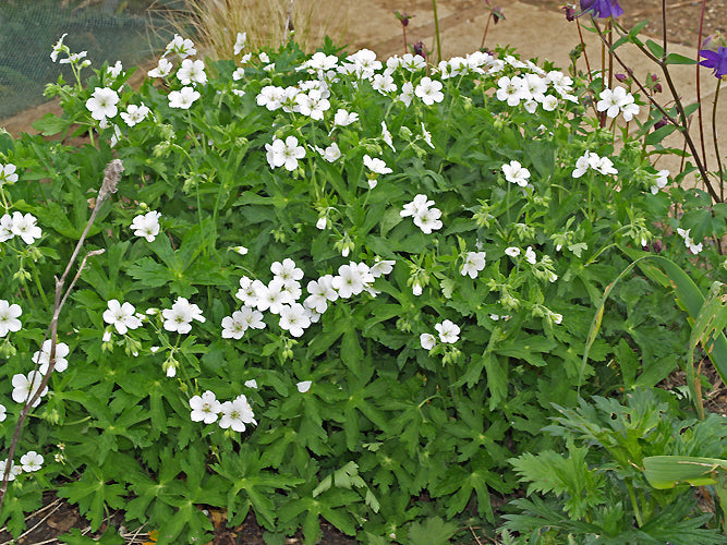 GERANIUM SYLVATICUM 'IMMACULÉE'