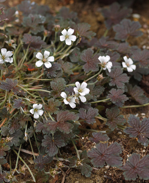 GERANIUM 'SANNE'