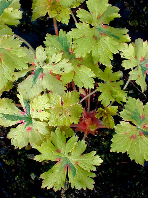 GERANIUM x OXONIANUM 'SPRING FLING'