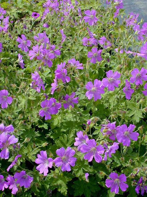 GERANIUM 'SIRAK'