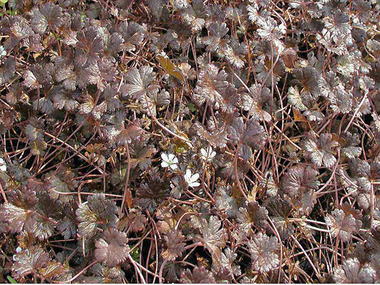 GERANIUM BREVICAULE 'NIGRICANS'