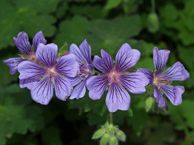 GERANIUM 'STEPHANIE'