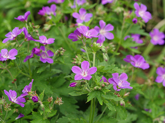 GERANIUM SYLVATICUM