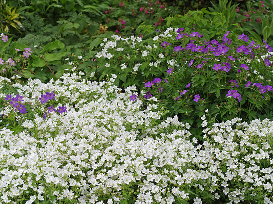GERANIUM SYLVATICUM 'ALBUM'