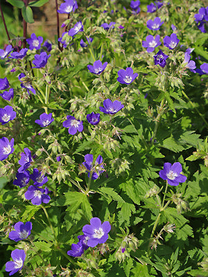 GERANIUM SYLVATICUM 'AMY DONCASTER'