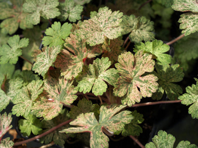 GERANIUM THUNBERGII 'JESTER'S JACKET'