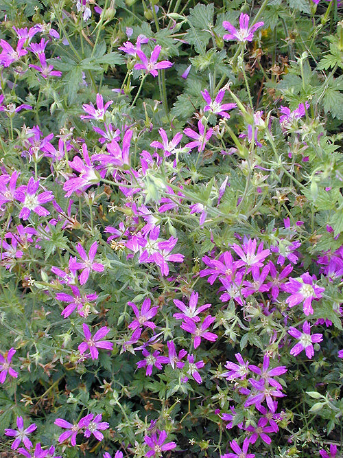 GERANIUM x OXONIANUM 'THURSTONIANUM'