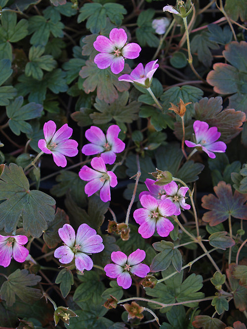 GERANIUM 'TANYA RENDALL'