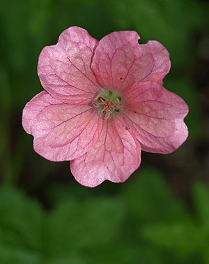GERANIUM x OXONIANUM 'WARGRAVE PINK'