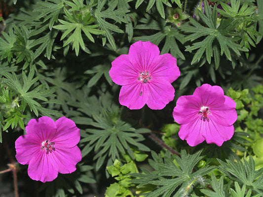 GERANIUM SANGINUEUM x PSILOSTEMON 'TINY MONSTER'