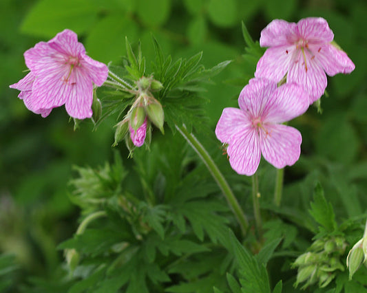 GERANIUM xxx