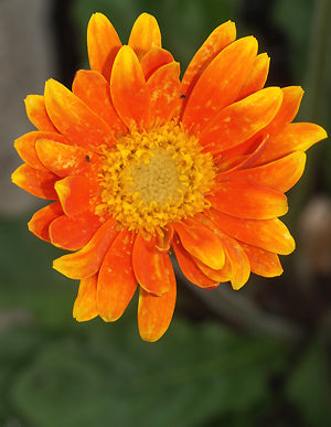 GERBERA 'ORANGINA'