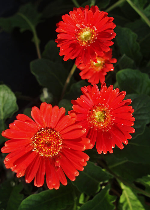 GERBERA 'RACHEL'