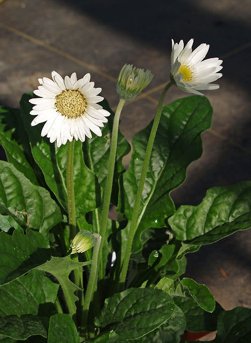 GERBERA 'SYLVANA'