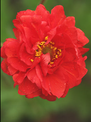 GEUM 'RED DRAGON'