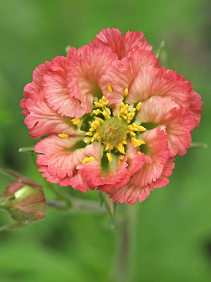 GEUM 'BELL BANK'
