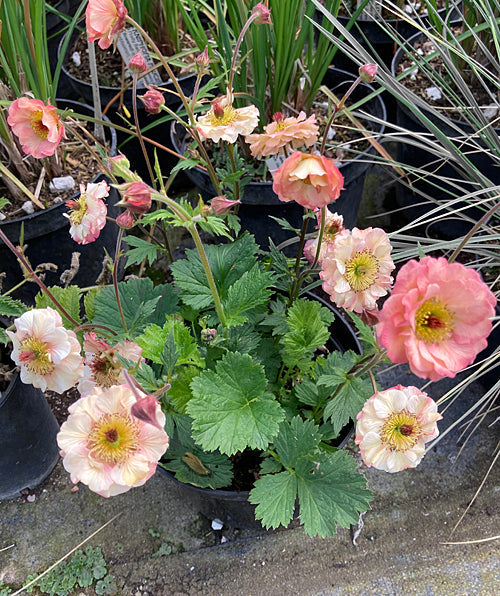 GEUM 'COSMOPOLITAN'