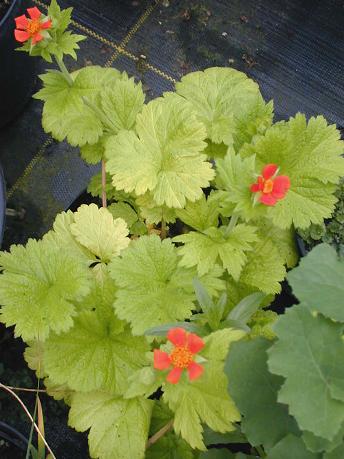 GEUM COCCINEUM 'EOS'