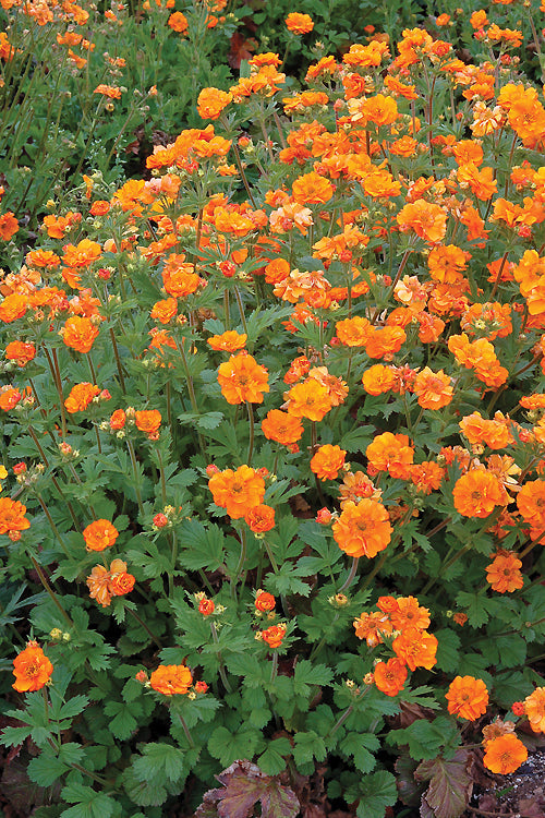 GEUM 'FIRE STORM'