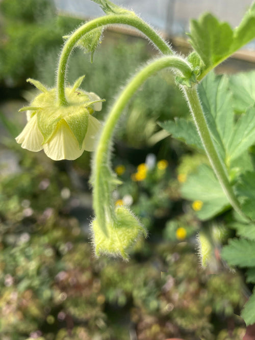 GEUM x INTERMEDIUM 'HELICOPTER'