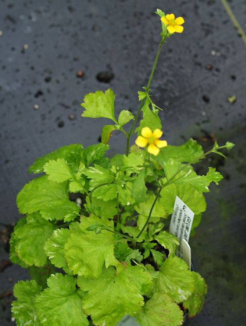 GEUM JAPONICUM 'VARIEGATUM'