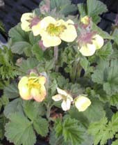 GEUM 'LIONEL COX'