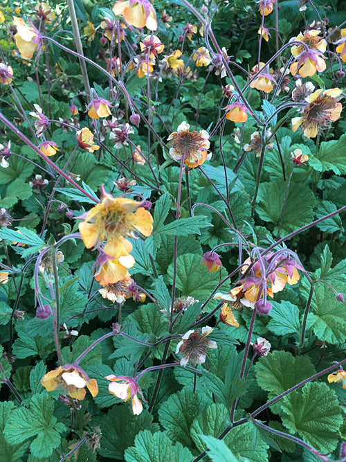 GEUM 'MARMALADE'